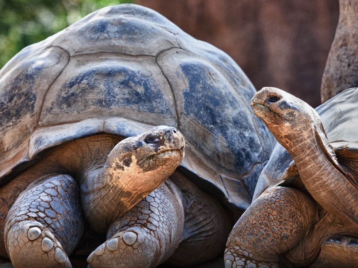 Two Galapagos Tortoises having a conversation as they relax
