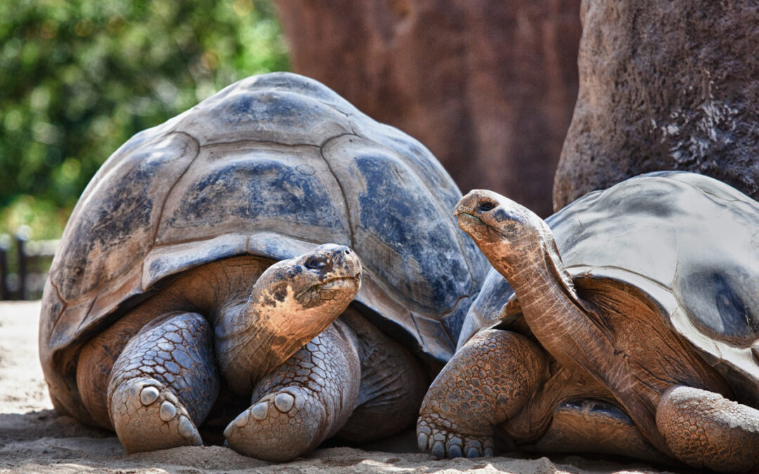 Travel the Galapagos Islands: Dos and Don’ts